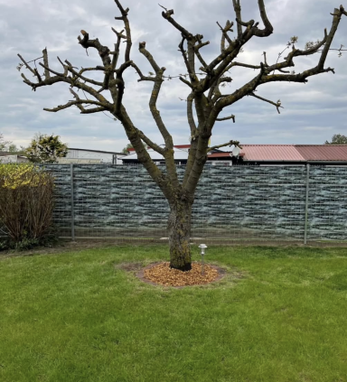 Baumbeschnitt-Obstbaum